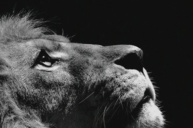 Animal iPhone 6 Wallpapers