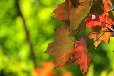 Fall Foliage 9 12 2012 Wallpapers