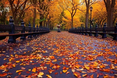Fall HD Cute Wallpapers Free HD Wallpapers   Download Fall HD Cute ...
