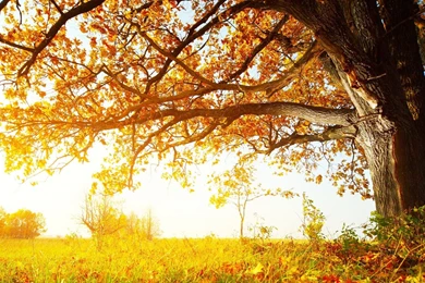 Full HD 1080p Fall Wallpapers HD, Desktop Backgrounds 1920x1080