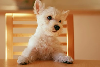 Desktop Wallpapers · Gallery · HD Notebook · Puppy Netbook ...