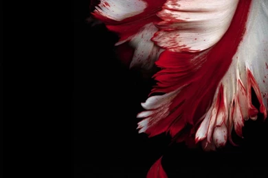 Desktop Wallpapers · Gallery · HD Notebook · Perfect Petal 1366x768 ...