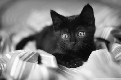 Black Kitten HD Desktop Wallpapers : High Definition : Fullscreen ...