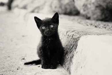 Top Lonely Kitten Wallpapers And Images For Pinterest