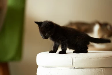 Black Kitten (