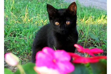 BLACK KITTEN WALLPAPER   (