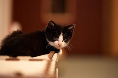 Black White Kitten Wallpapers Pictures Photos Images ...