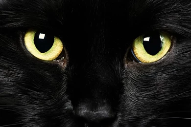 Cute Cat Images Kitten In Long Black Fur Green Shinning Eyes ...