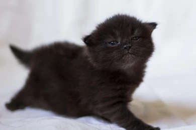 Kitten, Black, Photo Shoot, Baby >> HD Wallpaper, Get It Now!