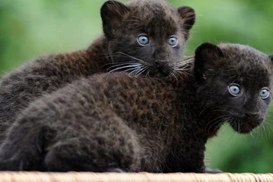 Black Panther Kittens Wallpapers   Animal Wallpapers