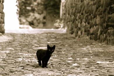 Little Black Kitten (