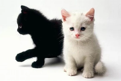 Black And White Kittens For Sale Wallpapers   PowerballForLife