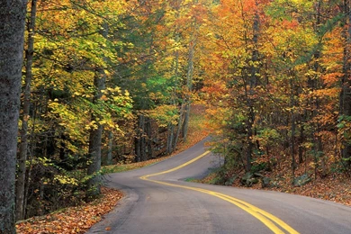 Forest Road Wallpapers   8829