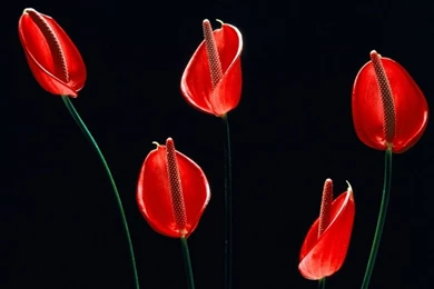 Top Red And Black Desktop Wallpaper Images For Pinterest