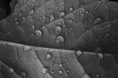 Gray_High Definition Wallpapers