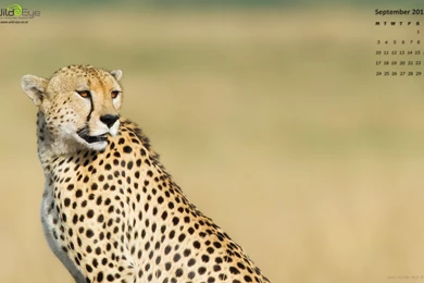 Wild Eye Photography Desktop Wallpapers For September 2012   Wild ...