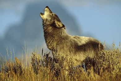 Desktop hd wolfs images.jpg