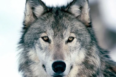 HD Wolf Wallpapers HD, Desktop Backgrounds 2048x1152 Downloads All ...