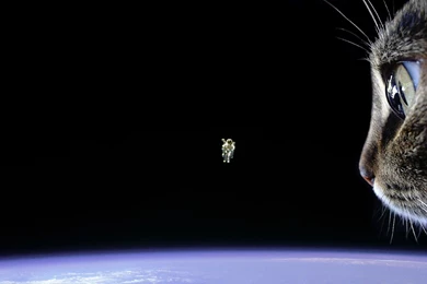 Epic Cat, Space, 1920x1200 HD Wallpapers And FREE Stock Photo