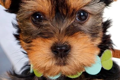 Yorkie Puppy Iphone Wallpapers   PowerballForLife