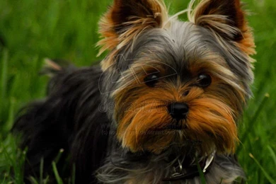 Yorkshire Terrier Wallpaper Backgrounds   The Dog Wallpapers   Best ...