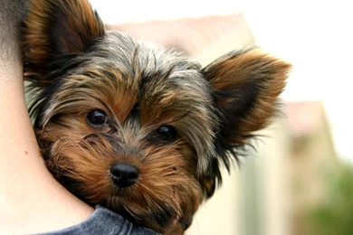 Wallpapers HD Yorkie Puppies Dogs Yorkie Wallpapers Puppies ...