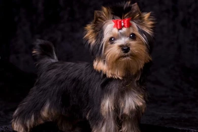 Puppy Wallpapers [Slideshow]