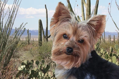 Cute Animal Wallpapers