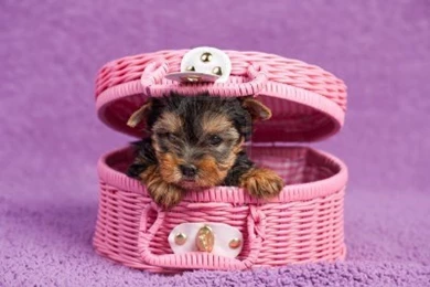 Yorkshire Terrier Puppy In The Pink Basket Photo And Wallpapers ...