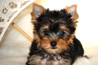 Yorkshire terrier pictures puppies 139   The Dog Wallpapers   Best ...