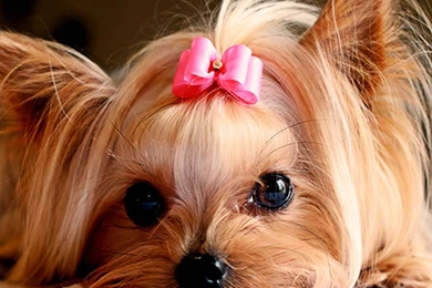 Tiger Wallpapers Hd   Wallpapers