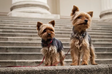 Yorkshire Terrier Photos And Wallpapers Best   The Dog Wallpapers ...