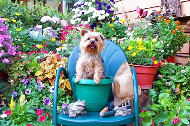 Free Wallpapers Yorkie Dog Wallpapers