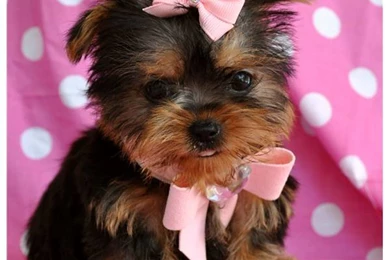 Biewer Terrier Dog Puppies, New Dog Funny Pet Pictures