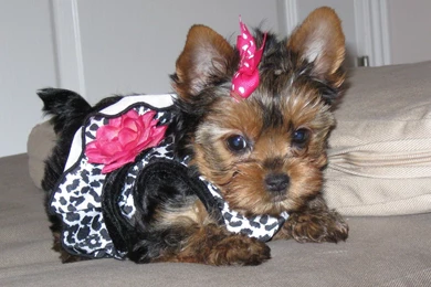 Yorkie And Yorkshire Terrier The Dog Wallpapers Best The Dog ...