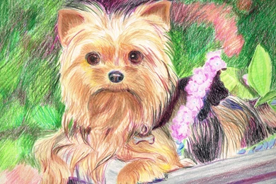 Yorkie By Arrogant Confident On DeviantArt