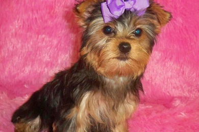 Cool Yorkshire Terrier Puppies Images