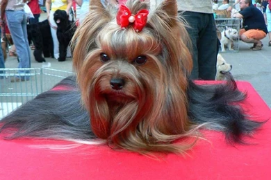 Yorkshire Terrier Lovely 1024x768 Wallpapers,Yorkshire Terrier ...