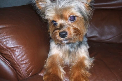 Yorkshire Terrier On The Couch Photo And Wallpaper. Beautiful ...