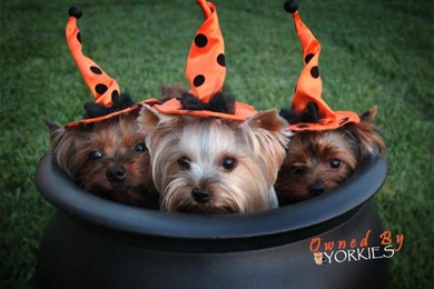 Witch's Calderon With Three Little Yorkies   Yorkshire Terriers ...