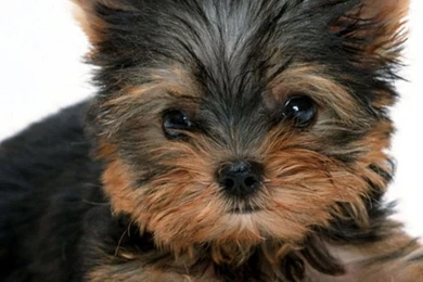 Yorkie wallpaper 1500x500.jpg