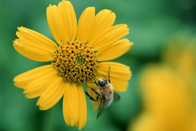 50+ Widescreen HD Nature Wallpapers