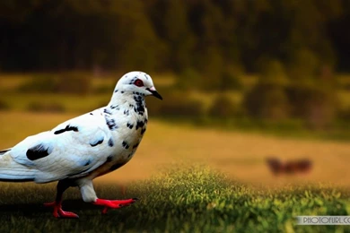 Great World Wallpaper: Desktop Wallpapers Free Download Com