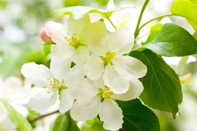 11499) Spring 1080p Full HD Wallpapers   WalOps.com