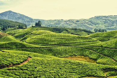 Fields of Tea Wallpapers hd1.jpg