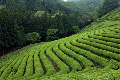 1920x1200 Tea Field Desktop PC And Mac Wallpapers