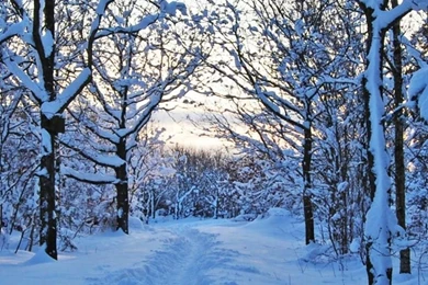 1080x1920 Nature Winter Snow Wallpapers HD