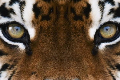 Tiger Dangerous Eye HD Wallpapers