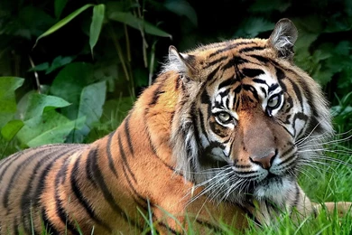 Download Wallpapers 2048x1152 Predator, Tiger, Eyes, Lying, Grass ...