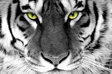 Top Download Tiger Eyes Green Images For Pinterest